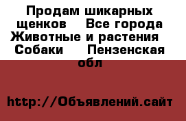 Продам шикарных щенков  - Все города Животные и растения » Собаки   . Пензенская обл.